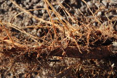 Rhizobiales