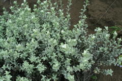 Achyranthemum argenteum