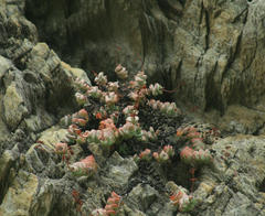 Crassula perforata perforata