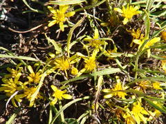 Geigeria filifolia