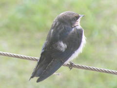 Hirundo smithii smithii