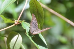 Euryphura achlys