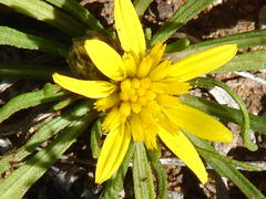 Geigeria filifolia