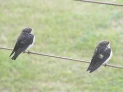 Hirundo smithii smithii
