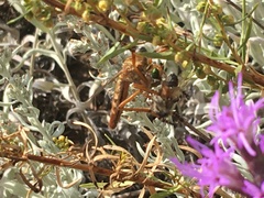 Diogmites angustipennis