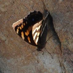 Aeropetes tulbaghia