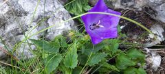 Campanula carpatica