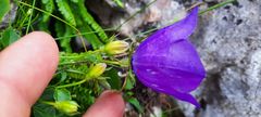 Campanula carpatica