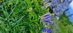 Campanula carpatica