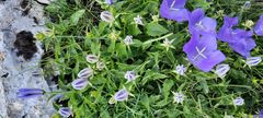 Campanula carpatica