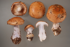 Cortinarius pseudoarcuatorum