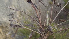 Centella brachycarpa