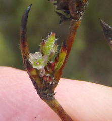 Centella brachycarpa