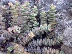 Crassula rupestris rupestris