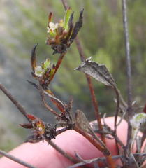 Centella brachycarpa