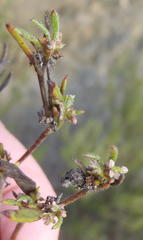 Centella brachycarpa
