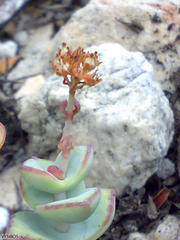 Crassula rupestris rupestris
