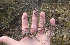 Centella brachycarpa
