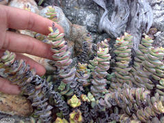 Crassula rupestris rupestris