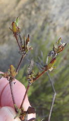 Centella brachycarpa