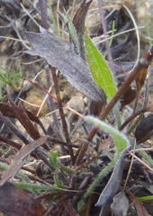 Centella brachycarpa