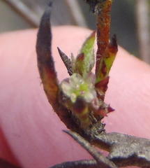 Centella brachycarpa