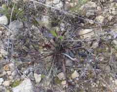 Centella brachycarpa