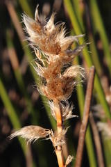 Ceratocaryum decipiens