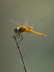 Urothemis signata