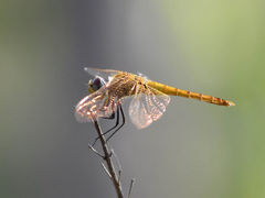 Urothemis signata