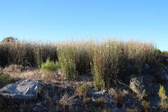 Ceratocaryum decipiens