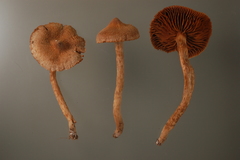 Cortinarius angelesianus