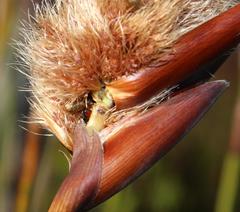 Ceratocaryum decipiens
