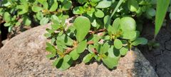 Portulaca oleracea