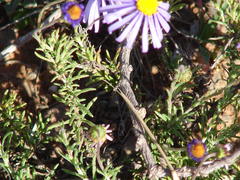 Felicia muricata muricata
