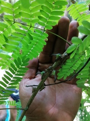 Umbonia crassicornis