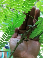 Umbonia crassicornis