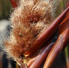 Ceratocaryum decipiens