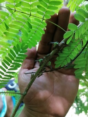 Umbonia crassicornis