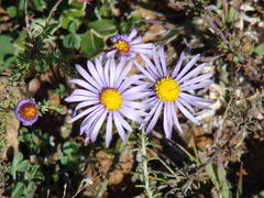 Felicia muricata muricata