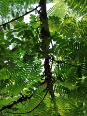 Umbonia crassicornis
