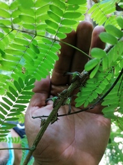 Umbonia crassicornis