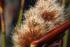 Ceratocaryum decipiens