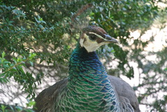 Pavo cristatus
