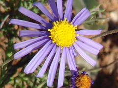 Felicia muricata muricata