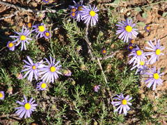 Felicia muricata muricata