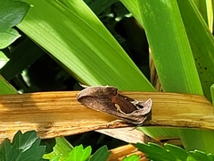 Anagrapha
