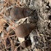 Daldinia vernicosa - Photo (c) pseudomyrmex,  זכויות יוצרים חלקיות (CC BY-NC)