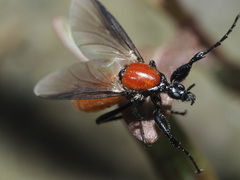 Bibio hortulanus