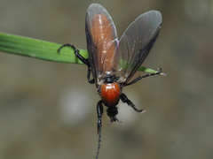 Bibio hortulanus
